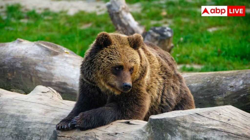 AI Bear Tracking: Now AI will track bear’s behavior, will also help in DNA collection